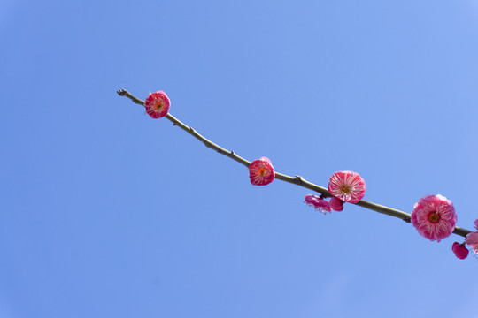 春季盛開的梅花