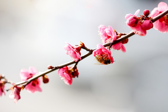 梅花枝