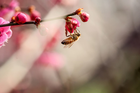 蜂戀花