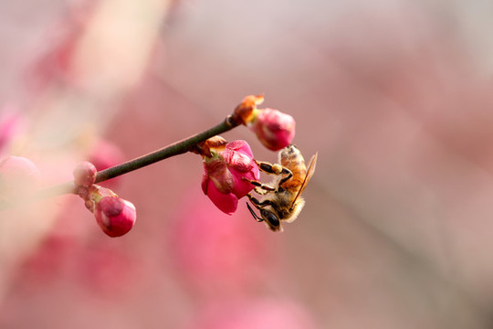 蜂戀花
