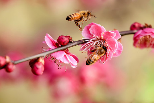 蜂戀花