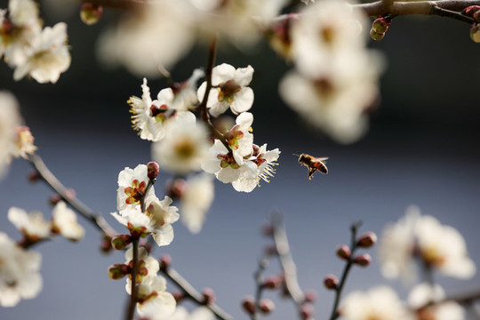 蜂戀花