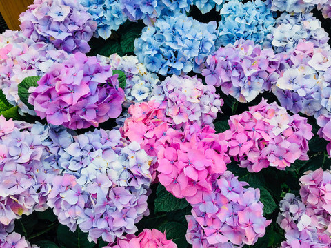 繡球花