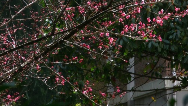 紅梅映春