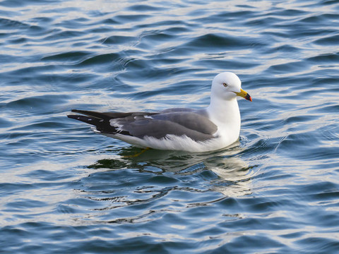 海鷗