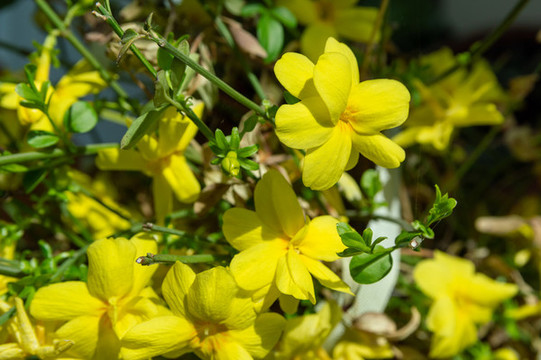迎春花