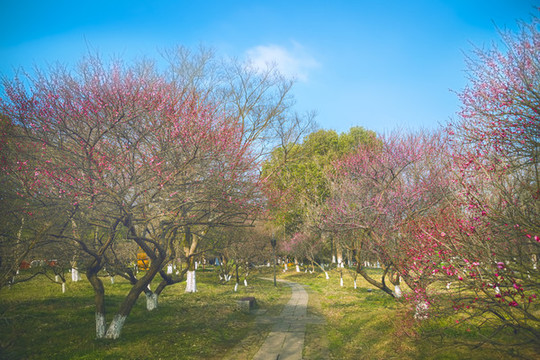 西溪濕地紅梅花