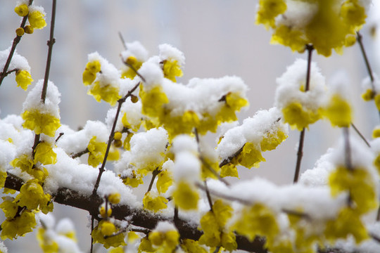 雪中臘梅