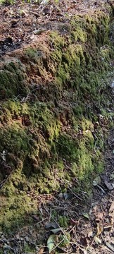 苔蘚
