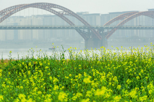 長沙湘府南路的油菜花