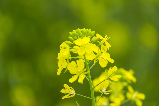 長沙湘府南路的油菜花