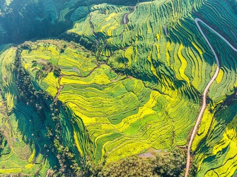 航拍羅平油菜花