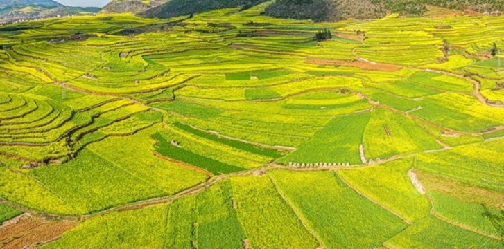 航拍羅平油菜花