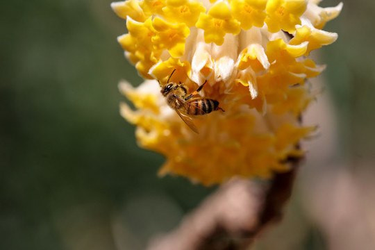 蜜蜂