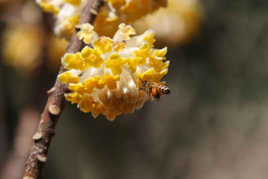 蜜蜂