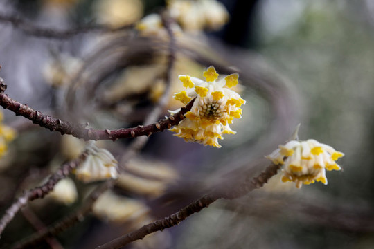 結(jié)香花