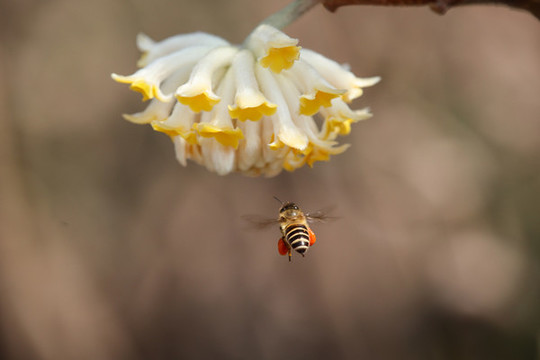 蜜蜂
