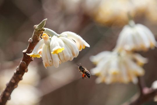 蜜蜂