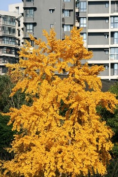 銀杏樹