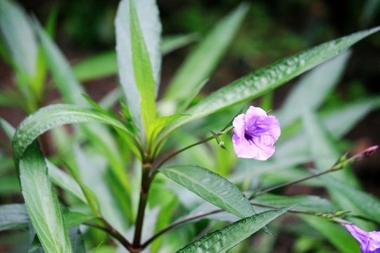 藍花草