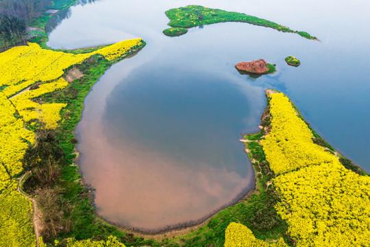 成都新津兩河口油菜花