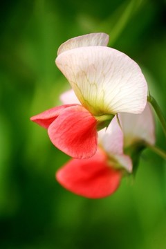 豌豆花