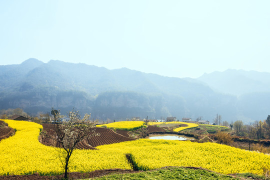 滿山油菜花盛開(kāi)