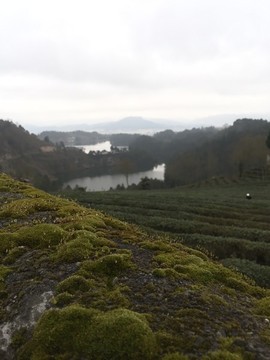 茶山風(fēng)景