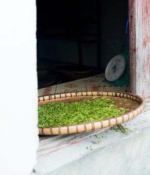 春茶種植采摘