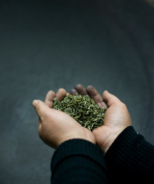 春茶種植采摘