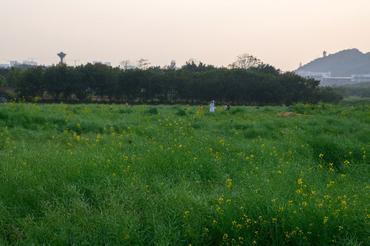 油菜田