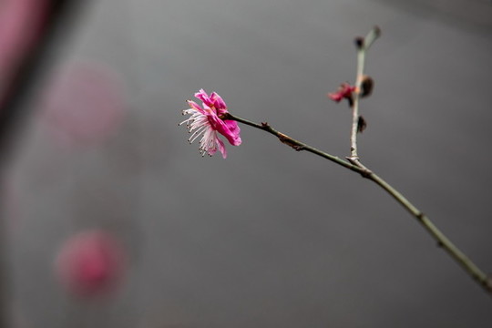 杭州凈慈寺梅花