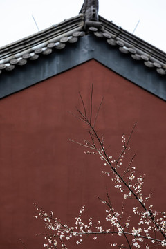 杭州錢(qián)王祠梅花