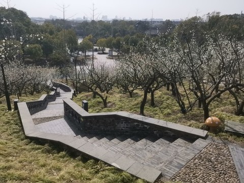 櫻花叢中