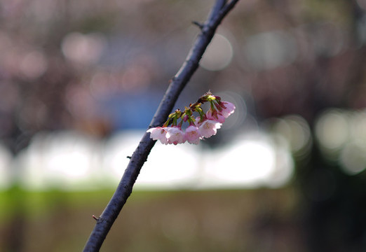 早櫻櫻花