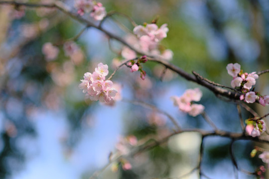 早櫻櫻花