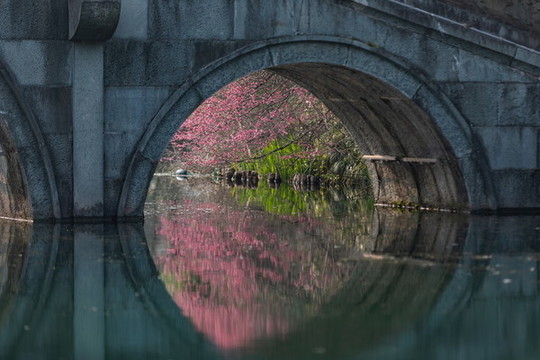 杭州花港觀魚公園梅花