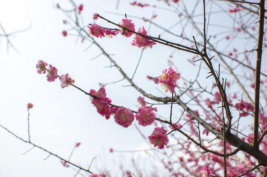粉色梅花