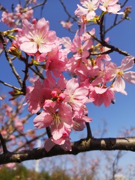 櫻花盛開(kāi)的季節(jié)