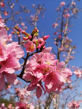 青秀山櫻花