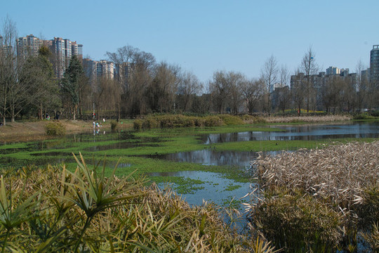 池塘水草