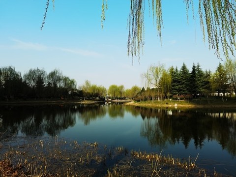 西安人才公園垂柳湖泊