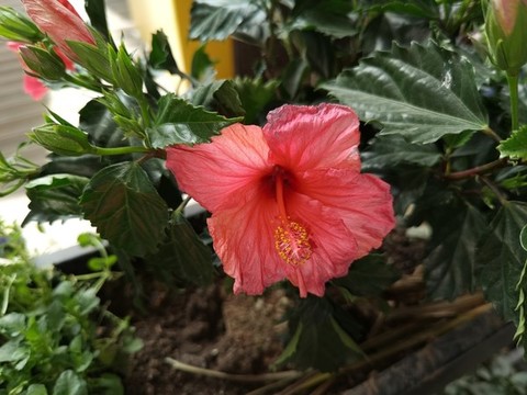 朱槿花卉特寫