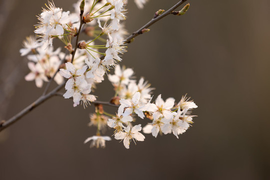 櫻花