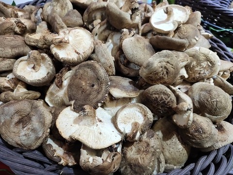 香菇特寫