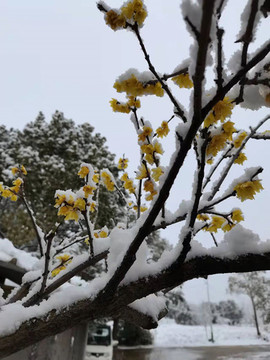 傲雪寒梅