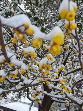 傲雪寒梅