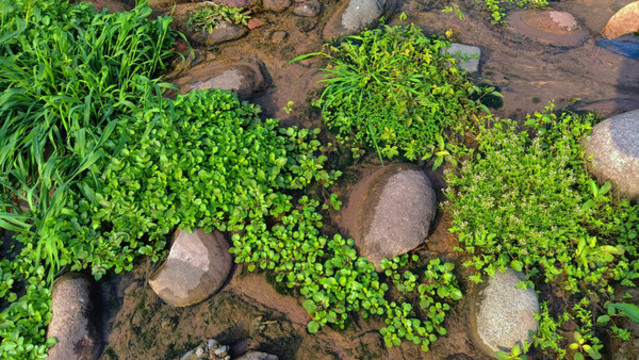 溝邊生態(tài)水草