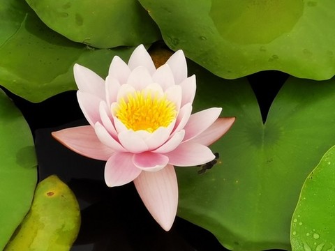 一朵睡蓮