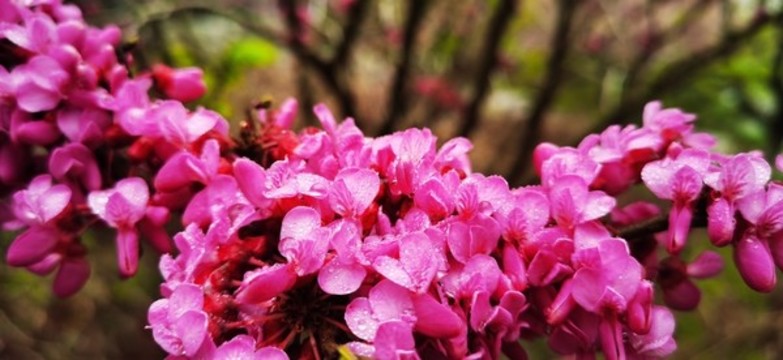 雨中的紫荆花